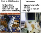 CatComparison