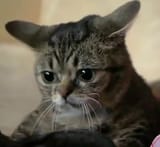 ContemplatingKitty