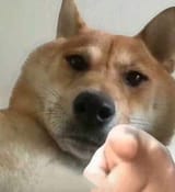 doge point