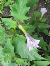 1200px-Datura_stramonium_2_(2005_07_07)[1]