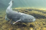 fb_wels_21072022_tgs_zupanc_01_animal_detail_801