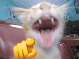 laugh_cat