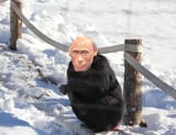 Snow_monkey (1)