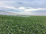 Irrigated_soybean_western_Nebraska_small-scaled