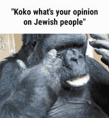 koko gorilla jews