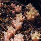 Gnome Plants 2