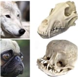 Pug-vs-Dog-Skull