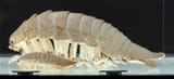 Bathynomus_kensleyi_and_Bathynomus_doederleinii_NMMBA