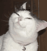 cat-deal-with-it
