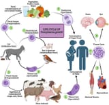 Life-Cycle-of-Toxoplasma-gondii