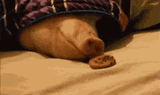 pork-sunday