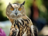 hooo