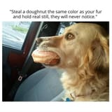 donut