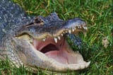 Alligator