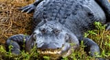 gator