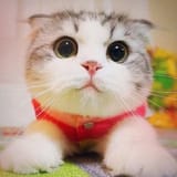 cute kot 
