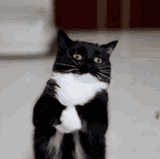 cat-uni-dance