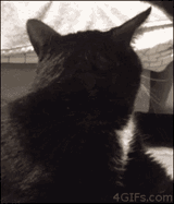black-cat-what