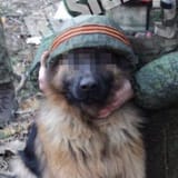 German Shepherd saved by Russians (1)