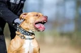 pibble