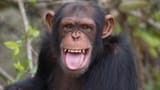 chimp