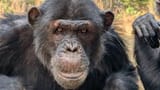 chimp-grass-ear