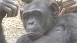 chimp-ear-stick