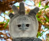Portrait-of-a-Harpy-Eagle
