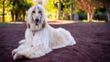 afghan-hound