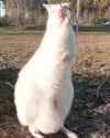 1624018466921_thumb.jpg