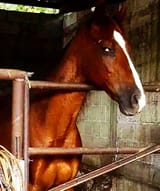 Horse Side Eye