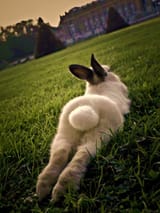 Bunny+butt....-3566008951