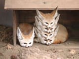 firefox multiprocess