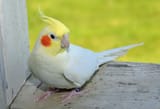Lutino-Cockatiel-861242332