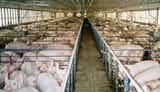 pigs15_300_1