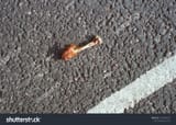 chicken bone on street