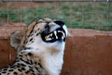 laughing cat(1)