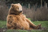 bear