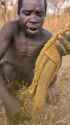 african eating a towel_thumb.jpg