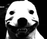 todhund