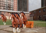 brown-horses