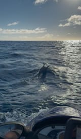 dolphins