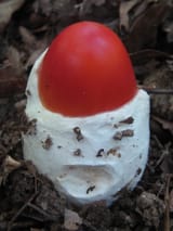 redpillamanita