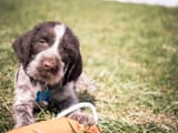 German-Wirehaired-Pointer-Puppy_B.Shay_Shutterstock