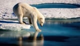 white_bear