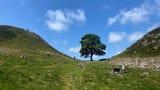 RobinHoodTree
