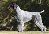 German-Wirehaired-Pointer