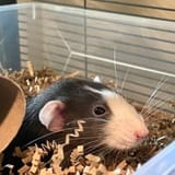 rat-in-dig-box-bs-202207-300x300