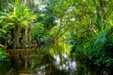 jungle