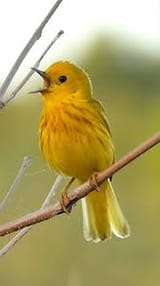 qtlilsingingbirb